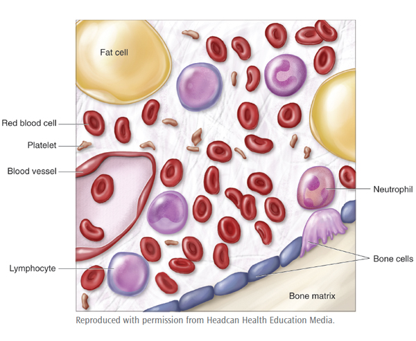 The bone marrow contains immature cells which develop into three main blood cells: red blood cells, white blood cells and platelets