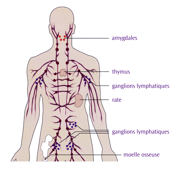 Système lymphatique - Lymphoma Canada