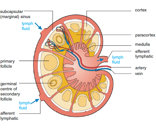 An image of a lymph node