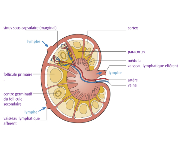 Un ganglion lymphatique