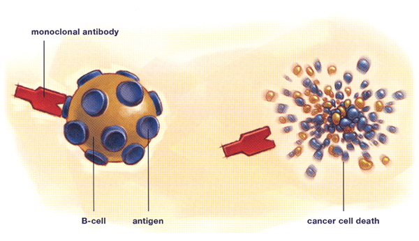 Monoclonal antibody therapy