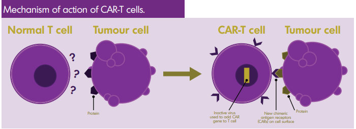 Mechanism of Action of CAR-T Cells
